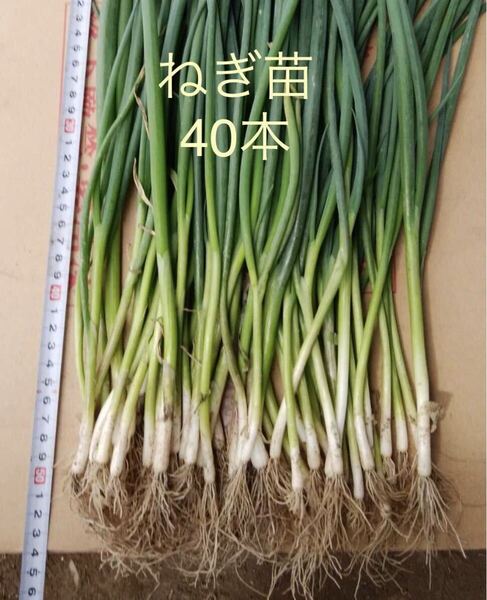 長ねぎの苗40本【じいばあの家庭菜園】一本ねぎ箱