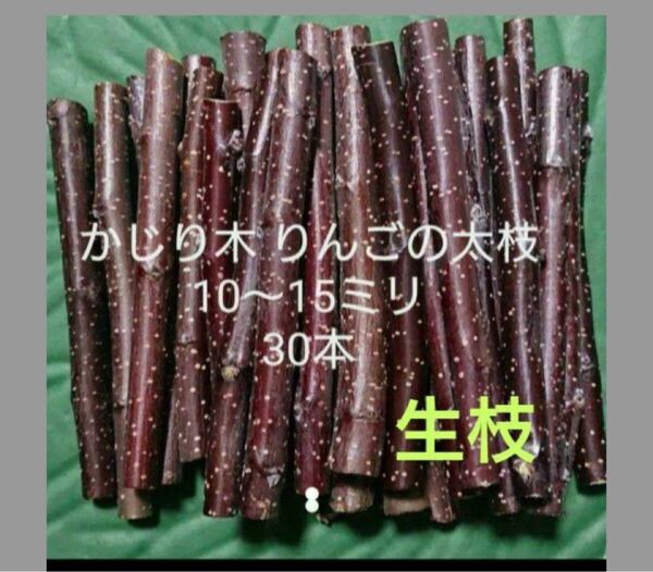 かじり木りんごの太枝30本
