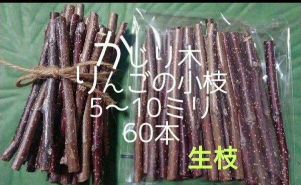 かじり木りんごの小枝60本 生枝