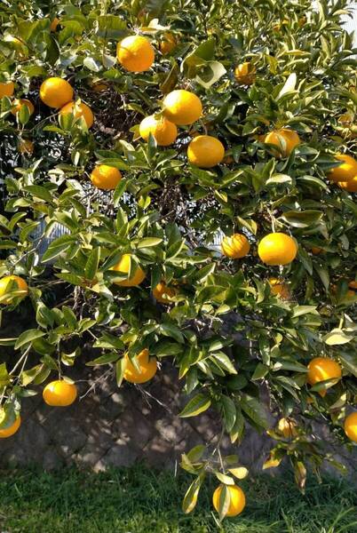 【静岡産】夏みかん 5kg(箱込) ご購入後に樹から収穫し発送 匿名送料無料
