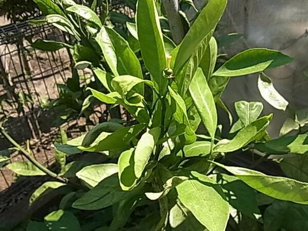 匿名配送(ネコポス) みかん・柑橘系の葉 100枚 餌用 アゲハ幼虫の餌用