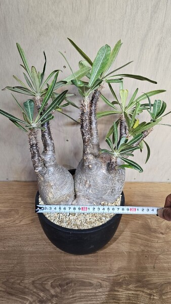 発根済 大株2頭パキポディウム グラキリス現地株 塊根植物