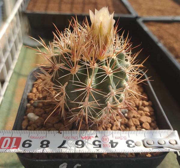 スクレロカクタス Sclerocactus whipplei ssp. busekii SB 1086 サボテン 2
