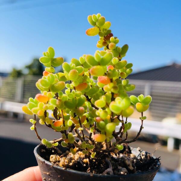 ドロサンテマム グロボーサム 蜜橘 美苗 多肉植物