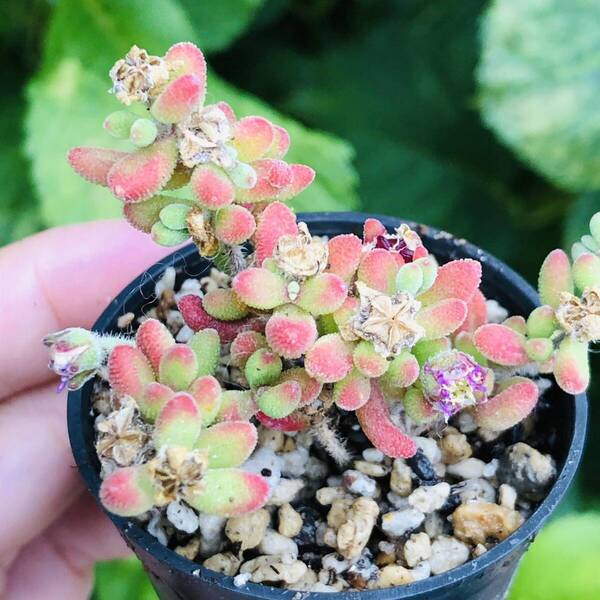 ドロサンテマム 紅宝石 発根済み 多肉植物