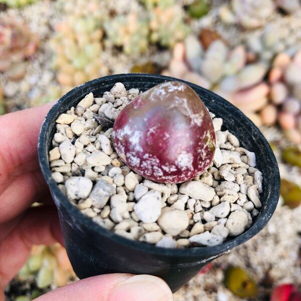 ブルゲリ コノフィツム 大苗 2-2.5cm 多肉植物