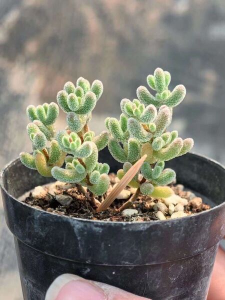 ドロサンテマム 氷晶 発根済み 多肉植物