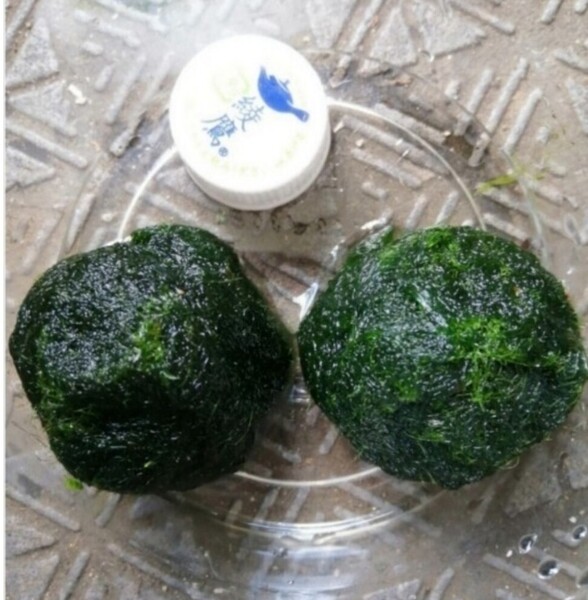 2コ組ニテラ 稚エビの隠れ家 マリモみたいで可愛い メダカとエビの混泳水槽に重宝 ゆうパケットmini発送