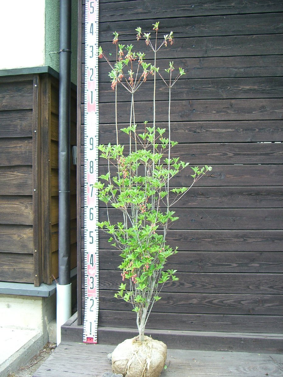 ベニドウダンツツジ【現品発送】管理70341 ベニドウダンツツジ【現品発送】管理70341 - メルカリ