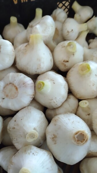 生ニンニク サイズ混合1kg 茨城県産 鮮度保持袋に入れてコンパクト便