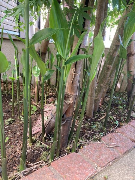 ミョウガ抜き苗3本セット
