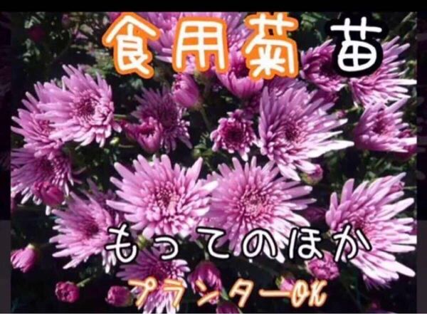 無農薬 食用菊 もってのほか 抜き苗 5本 野菜 花 家庭菜園 栽培 節約