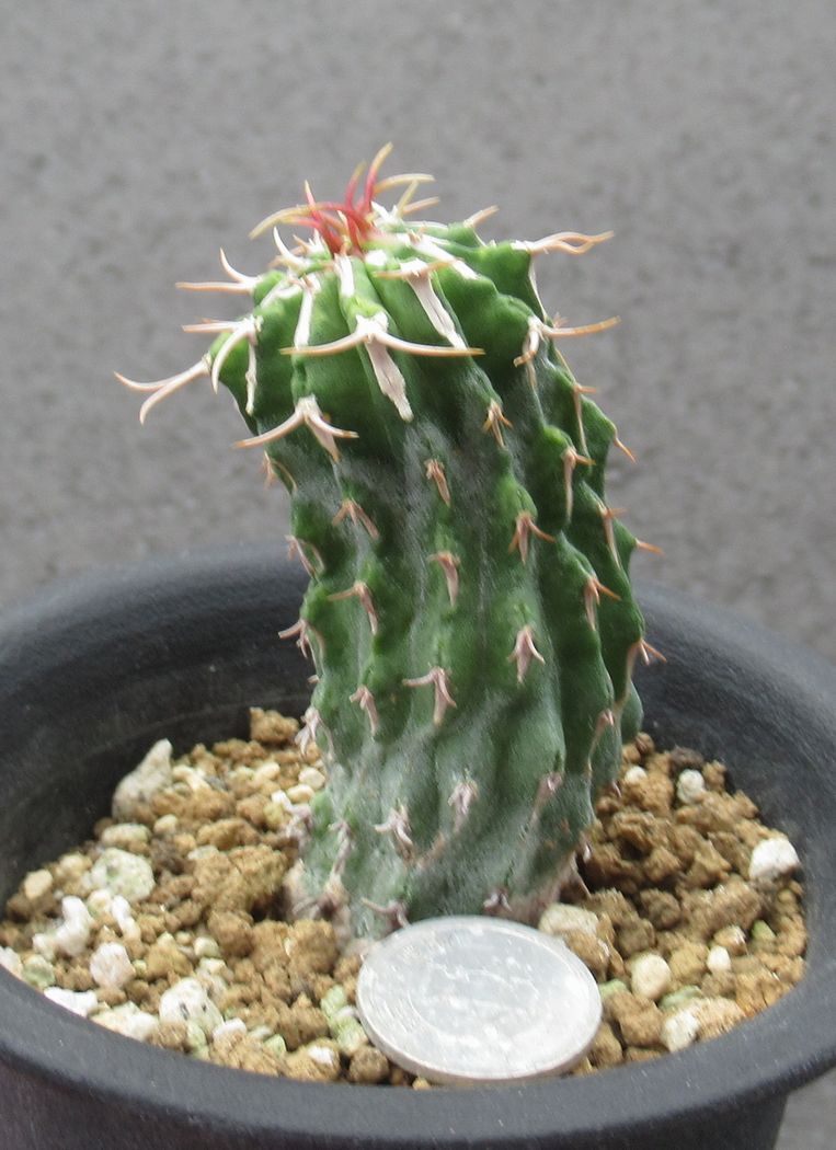 Yahoo!オークション -「コルムナリス」(サボテン) (観葉植物)の