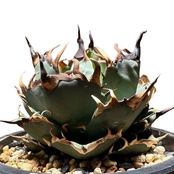 F4 特厳選 アガベ チタノタ ハデス 黒帝斯 Agave titanota Hades 恐竜牙歯 激レア高級品種 多肉植物 発根済