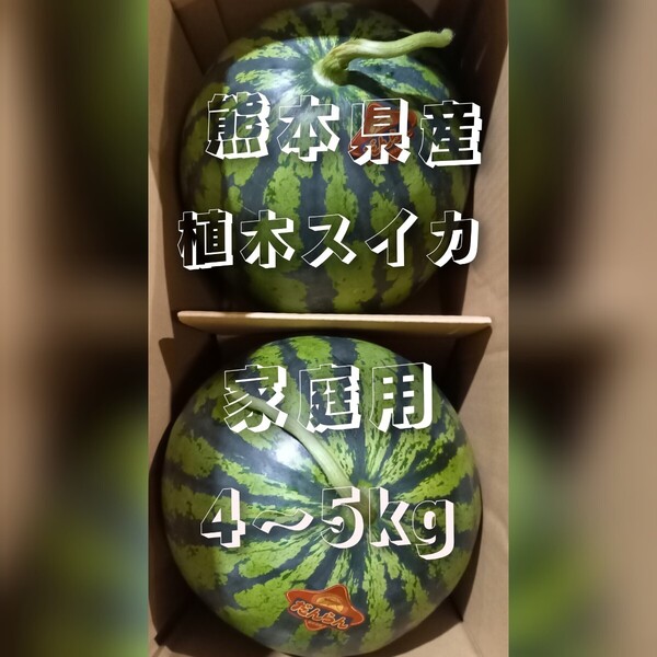 熊本県産植木スイカ 家庭用2玉入り(1玉4~5kg)