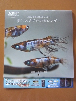 送料無料★即決★月刊アクアライフ 2025年5月号付録 美しいメダカのカレンダー 2025.4.1〜2026.4.30 新品未使用 メダカ★匿名配送 厚紙補強