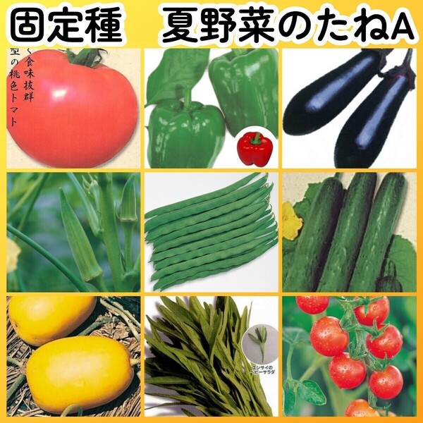 匿名配送無料◆固定種夏野菜の種A◆大玉トマト+ピーマン+ナス+オクラ+つるありインゲン+キュウリ+マクワウリ+空芯菜エンサイ+ミニトマト