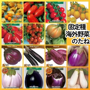 匿名配送無料◆固定種海外野菜種15◆食用ホオズキイタリアントマトナスサンマルツァーノボルゲーゼフィレンツェゼブラナスロッサビアンコ