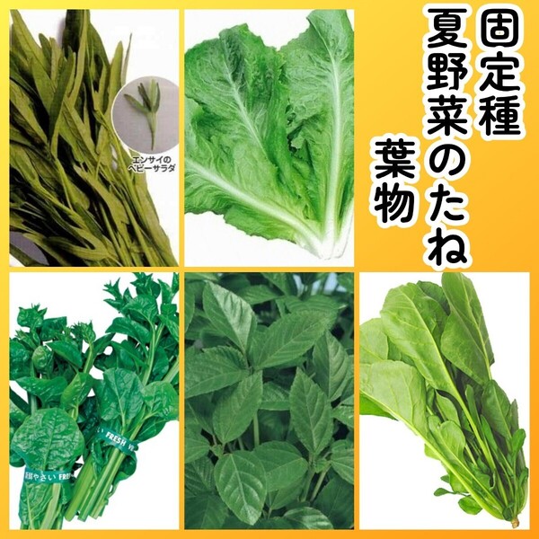 匿名配送無料◆固定種夏野菜の種5葉物◆細葉エンサイなつサラダ空芯菜+リーフレタス沖縄島ちしゃ菜+つるむらさき+モロヘイヤ+山ほうれん草