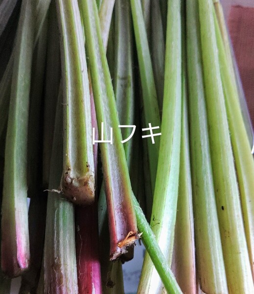 岩手県産 山フキ 800g