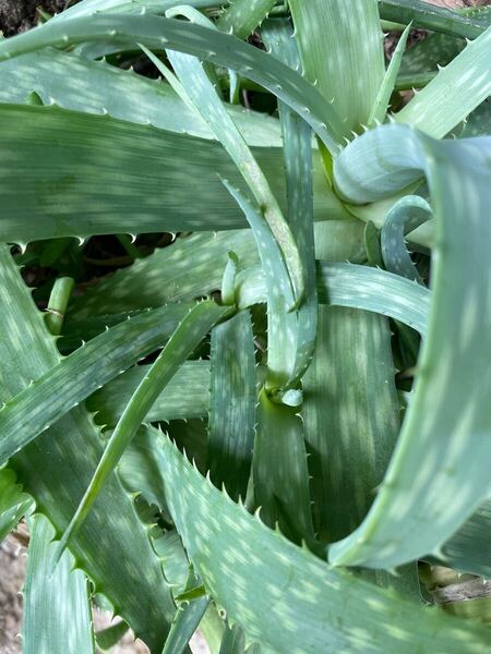 無農薬 アロエ ベラアロエ 生葉 約400グラム