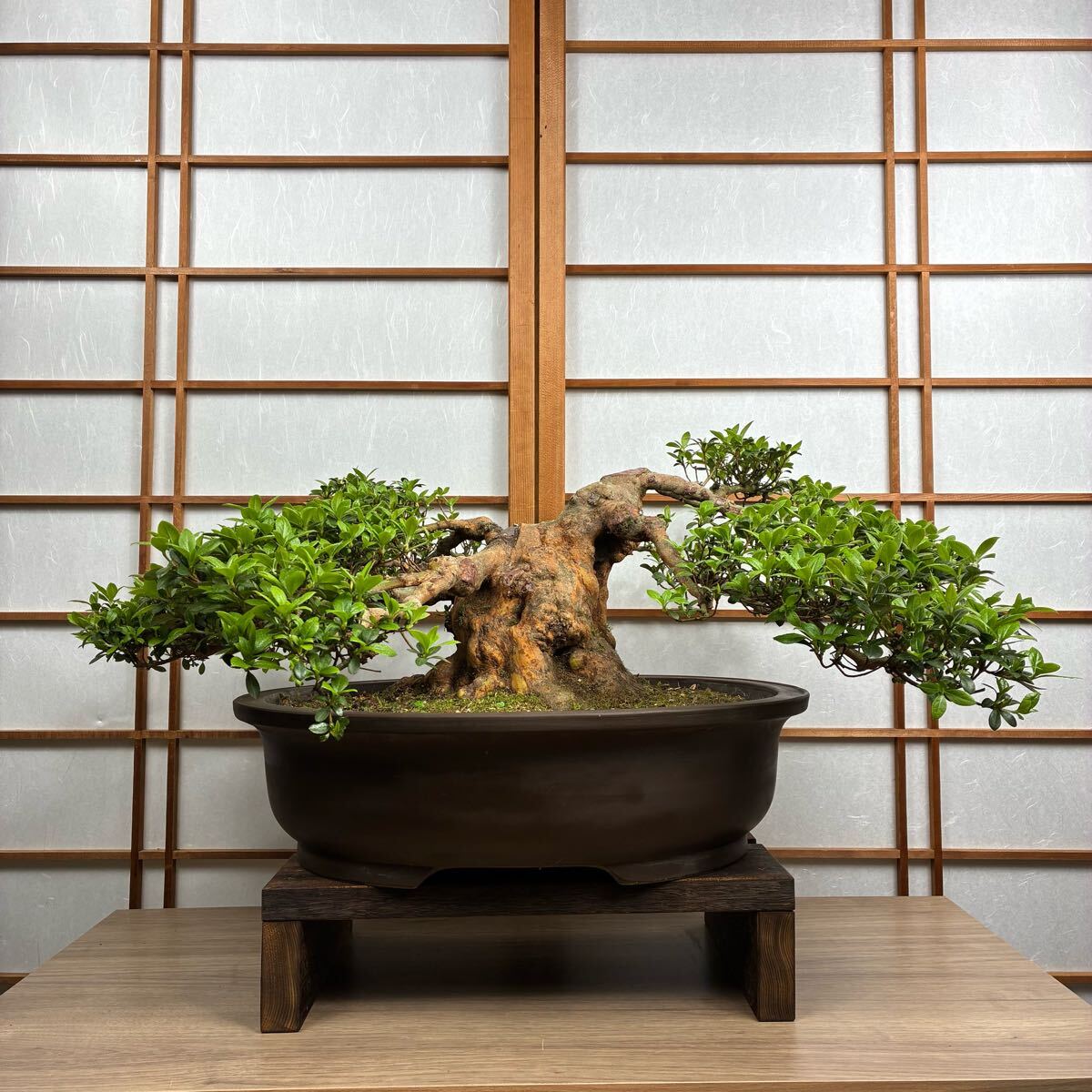 中型皐月盆栽 「華宝」鉢幅約30cm 　「値下げ」 中型皐月盆栽 「華宝」鉢幅約30cm 値下げしました