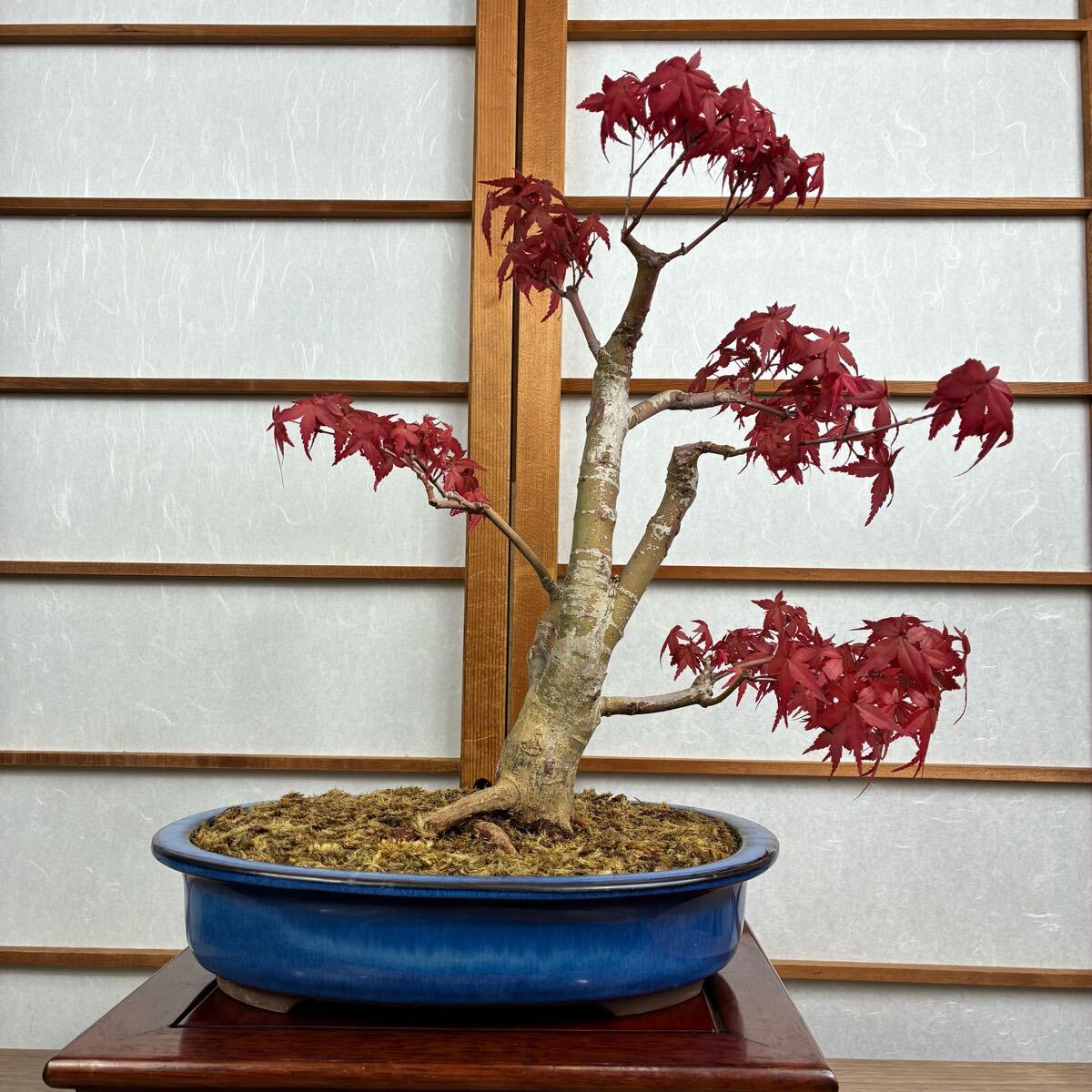 Yahoo!オークション -「出猩々もみじ」(楓（かえで）) (盆栽)の