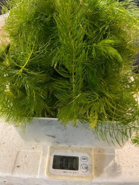【新鮮な緑色の水草】『マツモ ( 金魚藻 ) 』1000MTM-204 自家繁殖 自家栽培 無農薬
