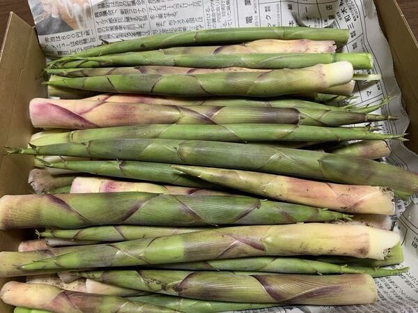 根曲がり竹 約3kg 鳥取産 天然 山菜 送料無料 姫竹 たけのこ 炊き込みご飯 旬の山菜
