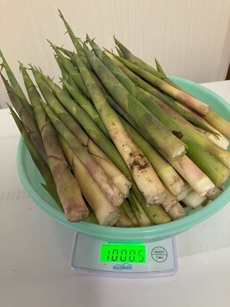 根曲がり竹 約1kg 鳥取産 送料無料 天然 山菜 姫竹 たけのこ 炊き込みご飯 旬の山菜