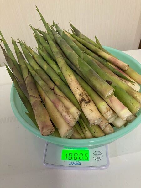 根曲がり竹 約1kg 鳥取産 送料無料 天然 山菜 姫竹 たけのこ 炊き込みご飯 旬の山菜 ①