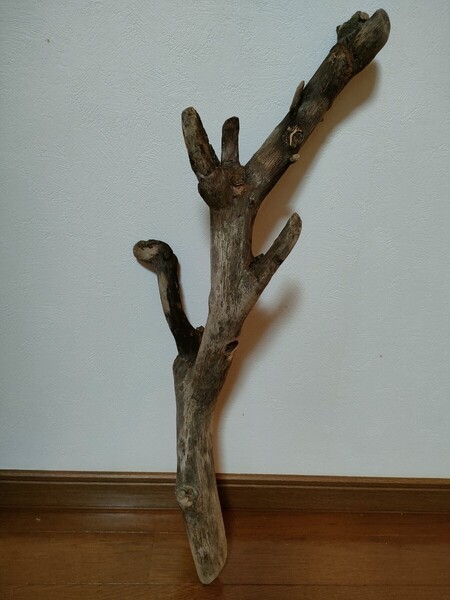 ☆天然流木 水槽 1点物 アクアリウム オブジェ アート 66×20×20.5cm 大和川 河口 爬虫類 めだか トカゲ ヘビ 老木 大枝 登り木