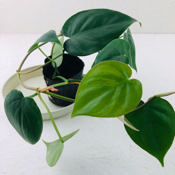 オキシカルジウム フィロデンドロン オキシカルジューム グリーン 観葉植物 抜き苗 2本 グリーン