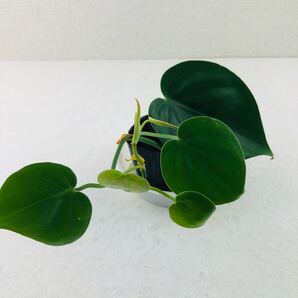 オキシカルジウム 観葉植物 オキシカルジューム グリーン 抜き苗 2本 ③