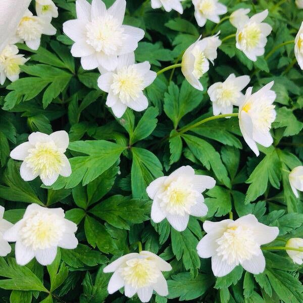 八重咲 イチリンソウ 多年草 15本 宿根草 一輪草 北海道