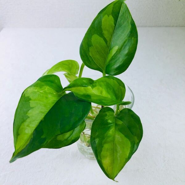 観葉植物 発根済 3本 斑入り ポトス