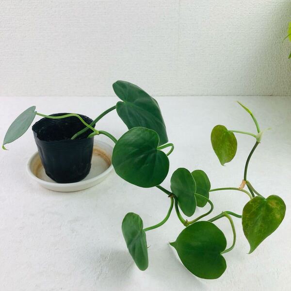 オキシカルジウム グリーン 観葉植物 オキシカルジューム 抜き苗