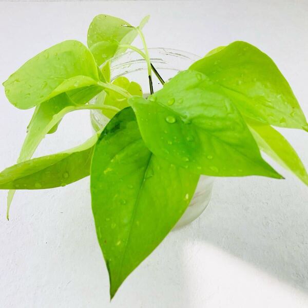 ライム ポトス 観葉植物 10本 発根済