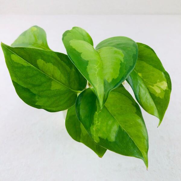 観葉植物 発根済 3本 斑入り ポトス a
