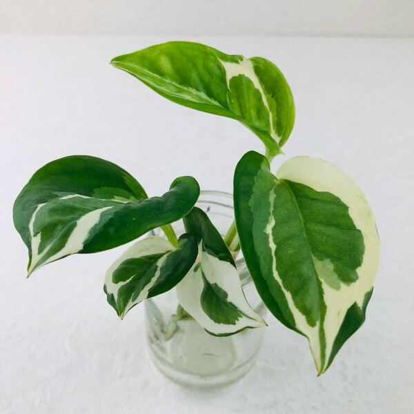 観葉植物 発根済 1本 斑入り ポトス a