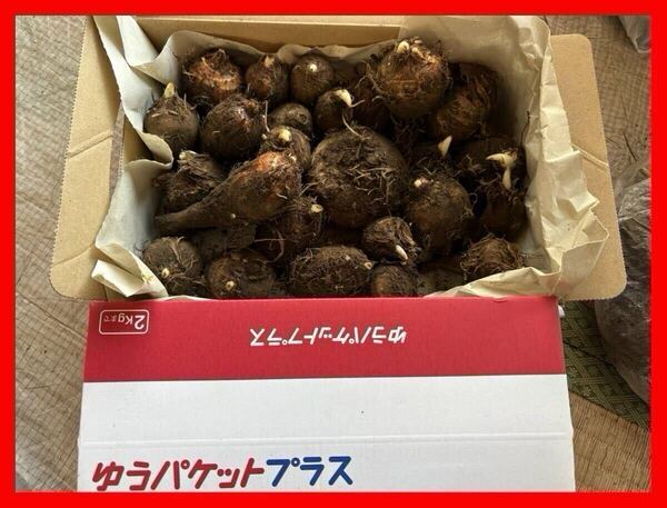 【送料込】八つ頭芋の種 R709 約1Kg 【無農薬】ヤツガシラ芋 八頭芋 やつがしら芋