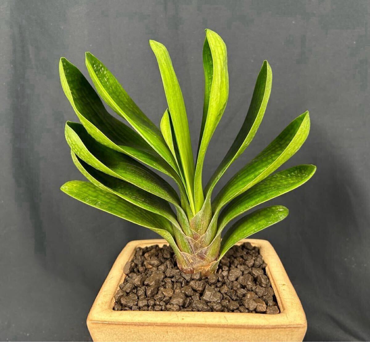 Yahoo!オークション -「君子蘭 クンシラン」の落札相場・落札価格