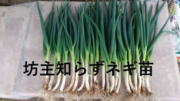 ぼうずしらずねぎ苗100本(畑での生育が良い様に、根と葉を沢山残して発送します) 坊主知らずネギ、分げつ、家庭菜園、薬味