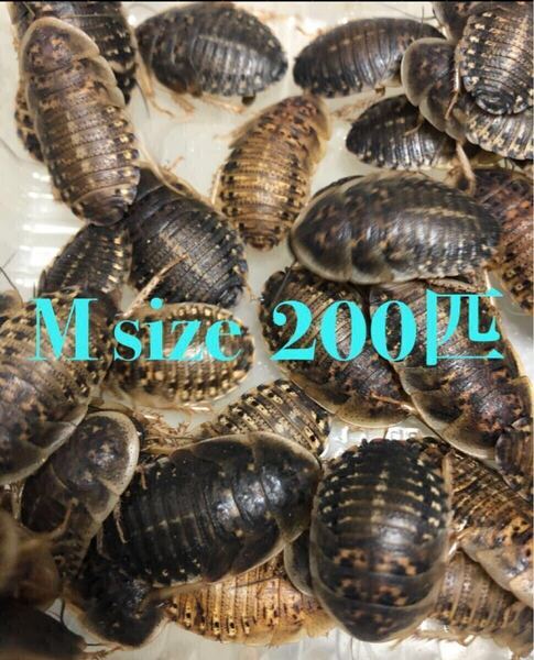 デュビアMサイズ200匹+死着保証10%送料込み