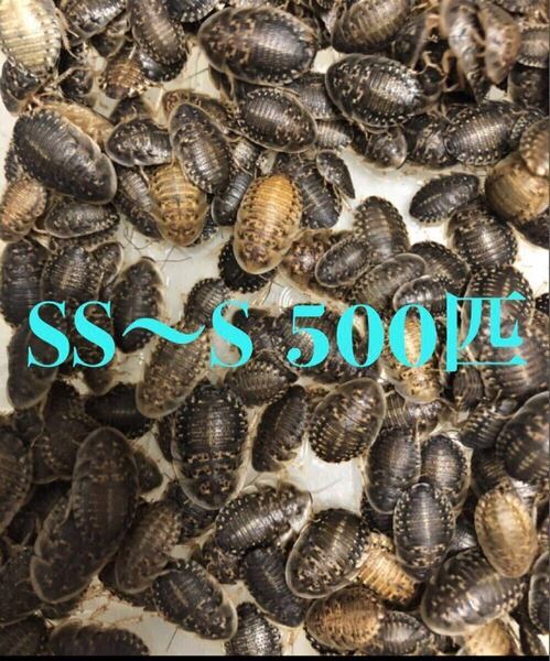 デュビアSS-S500匹+死着保証10%送料込み
