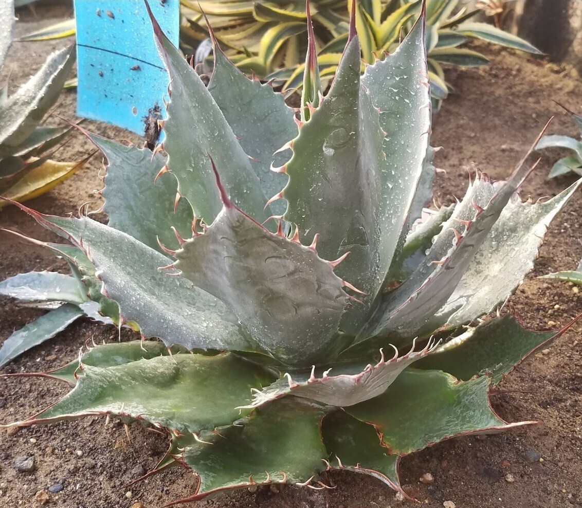 Agave Parryi Truncata 'Orizaba' - アガベ パリー トランカタ