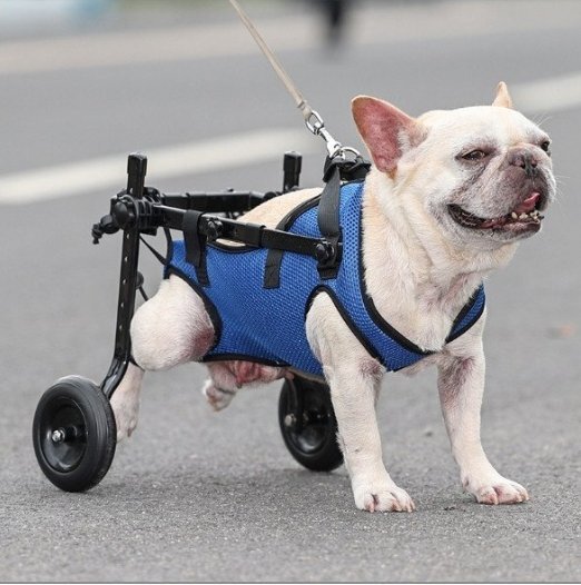 2025年最新】Yahoo!オークション -歩行器(犬)の中古品・新品・未