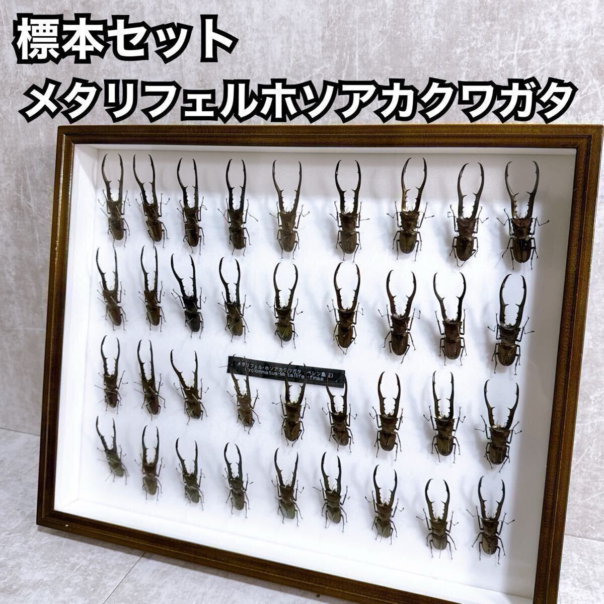 Yahoo!オークション -「ホソアカクワガタ 標本」の落札相場