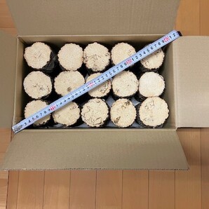 【川口商会】最高級ブランド三草クヌギ飼育産卵木A品 NO1《15本入》