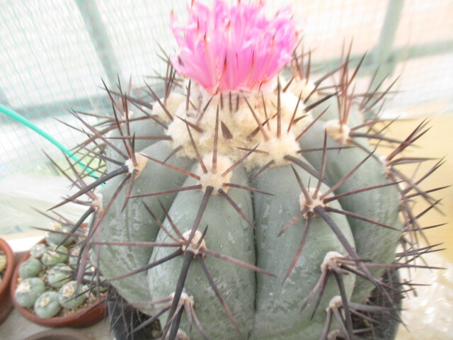 太平丸 サボテン：エキノカクタス 太平丸2.5号鉢植え の通販 | 園芸ネット